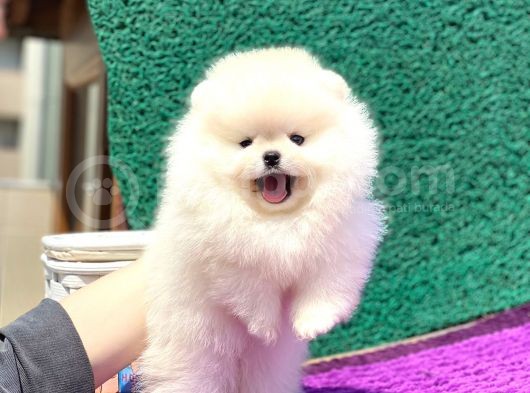 Pomeranian Boo Teddy Face Dişi Yavrumuz