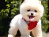 Teddy Face Pomeranian Bol Tüylü