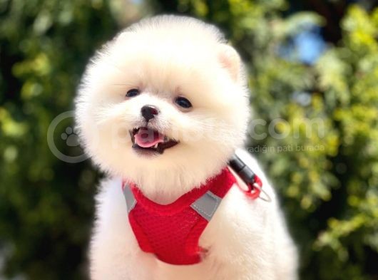 Teddy Face Pomeranian Bol Tüylü görsel