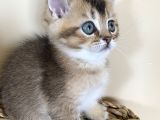 Çok Oyuncu Anne Yanından Sağlıklı Erkek Bebek