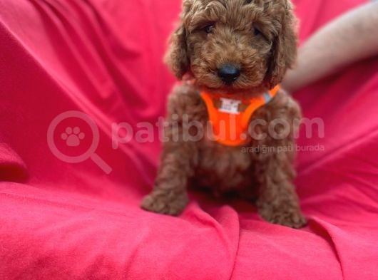 Red Toy Poodle Yavrulari görsel