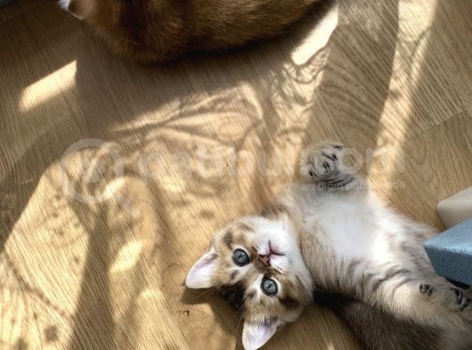 Çok Oyuncu Anne Yanından Sağlıklı Erkek Bebek görsel