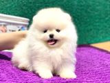 Pomeranian Boo Teddy Face Dişi Yavrumuz