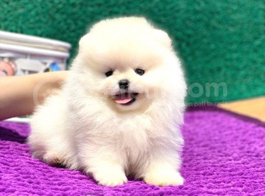 Pomeranian Boo Teddy Face Dişi Yavrumuz görsel