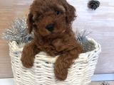 Red Brown Toy Poodle Yavrular