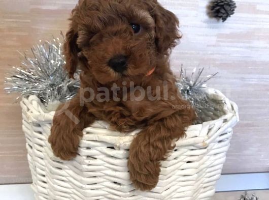 Red Brown Toy Poodle Yavrular görsel