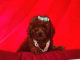 Safkan Toy Poodle Yavrularımız