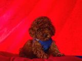 Safkan Toy Poodle Yavrularımız