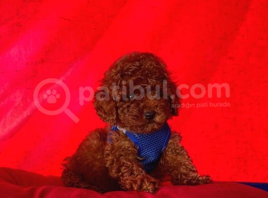 Safkan Toy Poodle Yavrularımız görsel