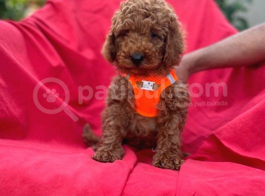 Red Toy Poodle Yavrulari görsel
