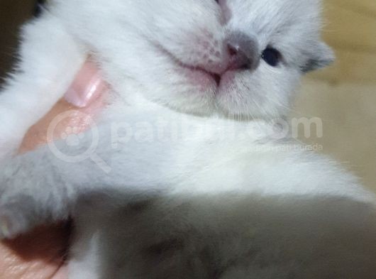Cok Guzel Orijinal Blue Point Yavrular