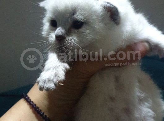 Cok Guzel Orijinal Blue Point Yavrular görsel