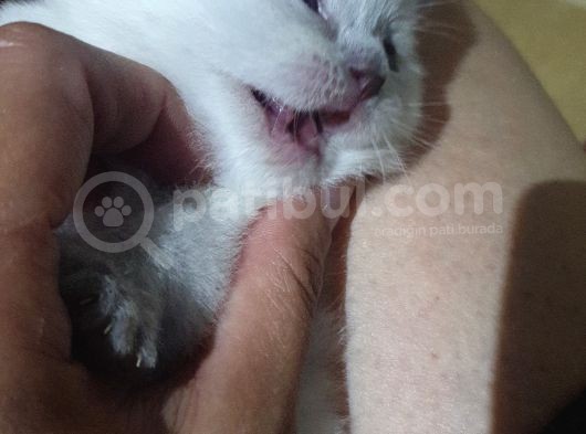 Cok Guzel Orijinal Blue Point Yavrular görsel