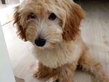 Di̇şi̇ Malti̇poo