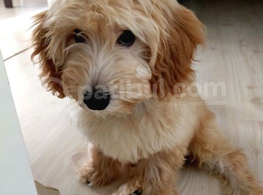 Di̇şi̇ Malti̇poo görsel