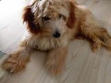 Di̇şi̇ Malti̇poo