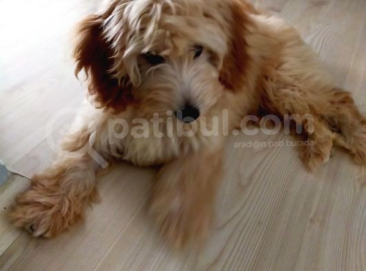 Di̇şi̇ Malti̇poo görsel