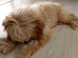 Di̇şi̇ Malti̇poo