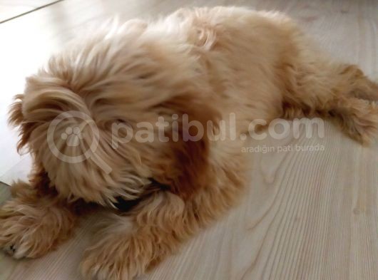 Di̇şi̇ Malti̇poo görsel