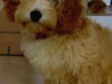 Di̇şi̇ Malti̇poo