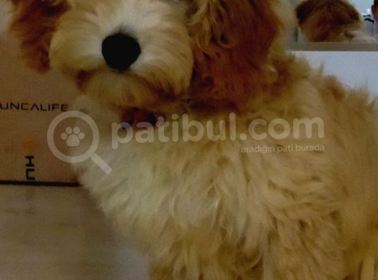 Di̇şi̇ Malti̇poo