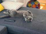 British Shorthair Tuvalet Eğitimli