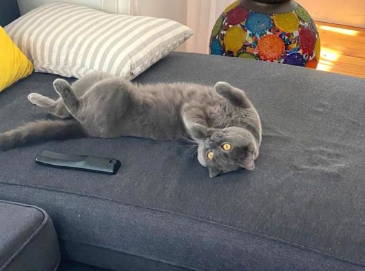 British Shorthair Tuvalet Eğitimli görsel
