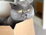 British Shorthair Tuvalet Eğitimli