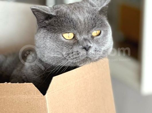 British Shorthair Tuvalet Eğitimli