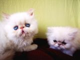 Exotic Shorthair Yavrularımız 2 Aylık Erkek Ve Dişi