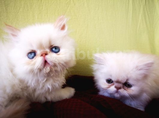 Exotic Shorthair Yavrularımız 2 Aylık Erkek Ve Dişi görsel