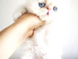 Exotic Shorthair Yavrularımız 2 Aylık Erkek Ve Dişi