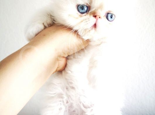 Exotic Shorthair Yavrularımız 2 Aylık Erkek Ve Dişi görsel