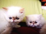 Exotic Shorthair Yavrularımız 2 Aylık Erkek Ve Dişi