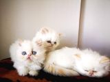Exotic Shorthair Yavrularımız 2 Aylık Erkek Ve Dişi