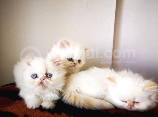 Exotic Shorthair Yavrularımız 2 Aylık Erkek Ve Dişi görsel