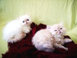 Exotic Shorthair Yavrularımız 2 Aylık Erkek Ve Dişi