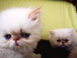 Exotic Shorthair Yavrularımız 2 Aylık Erkek Ve Dişi
