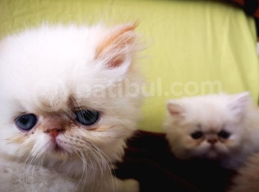 Exotic Shorthair Yavrularımız 2 Aylık Erkek Ve Dişi görsel