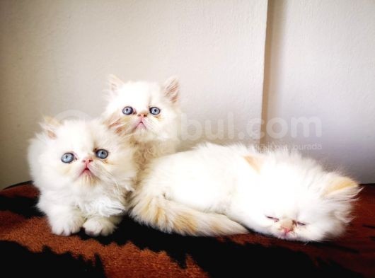Exotic Shorthair Yavrularımız 2 Aylık Erkek Ve Dişi görsel