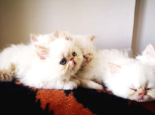 Exotic Shorthair Yavrularımız 2 Aylık Erkek Ve Dişi görsel