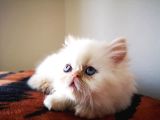 Exotic Shorthair Yavrularımız 2 Aylık Erkek Ve Dişi