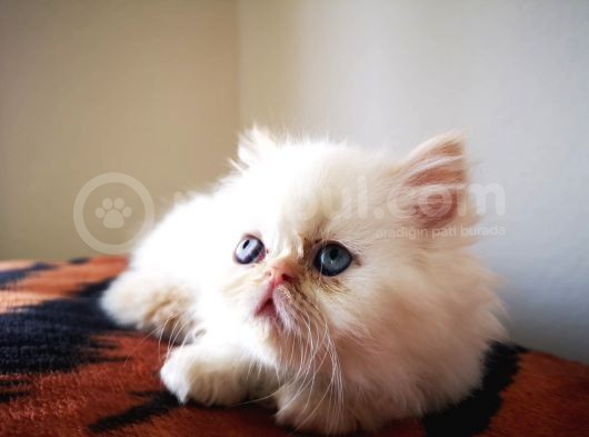 Exotic Shorthair Yavrularımız 2 Aylık Erkek Ve Dişi görsel