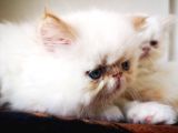 Exotic Shorthair Yavrularımız 2 Aylık Erkek Ve Dişi