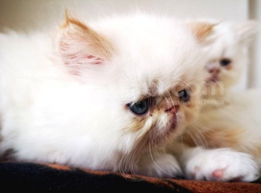 Exotic Shorthair Yavrularımız 2 Aylık Erkek Ve Dişi görsel