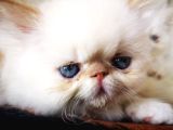 Exotic Shorthair Yavrularımız 2 Aylık Erkek Ve Dişi