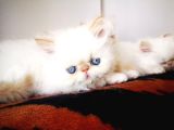 Exotic Shorthair Yavrularımız 2 Aylık Erkek Ve Dişi