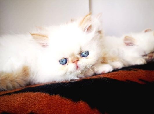 Exotic Shorthair Yavrularımız 2 Aylık Erkek Ve Dişi görsel
