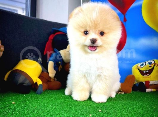 Ayı Surat Pomeranian Boo Yavrularımız