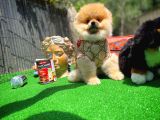Ayı Surat Pomeranian Boo Yavrularımız